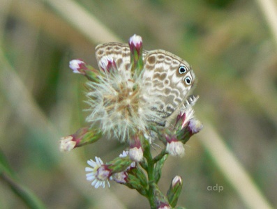 Lang's Short-tailed Blue (Syntarucus pirithous) Alan Prowse